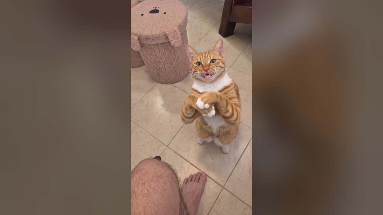 How to Make Your Cat Clap Like the Black Cat Clapping Meme (AI Video)