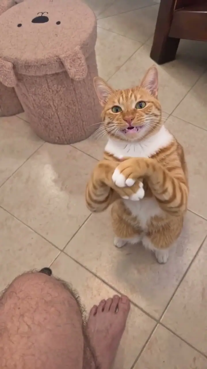 黑猫鼓掌 AI 视频