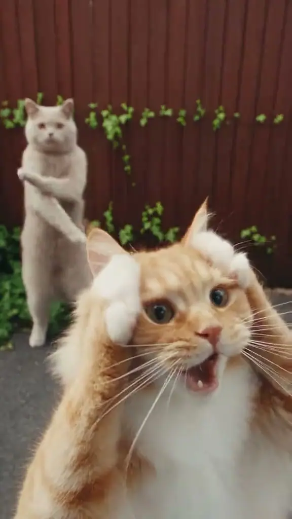 Smalltown Boy 双猫尖叫舞